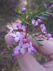 Boronia pinnata