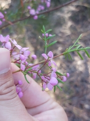 Boronia pinnata
