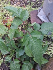 Bidens pilosa