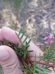 Boronia pinnata