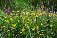 Pulicaria dysenterica
