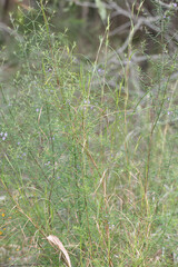 Westringia eremicola