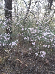 Eriostemon australasius