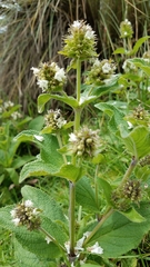 Lepechinia caulescens