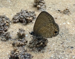 Prosotas nora superdates