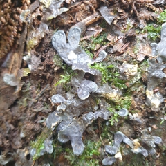 Pseudocyphellaria dissimilis