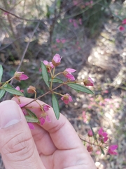Boronia ledifolia