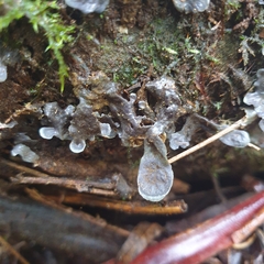 Pseudocyphellaria dissimilis