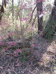 Boronia ledifolia