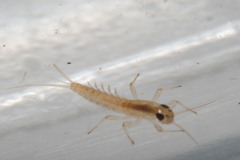 Ephemeroptera