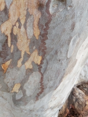 Triboniophorus graeffei