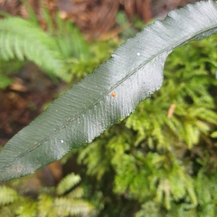 Blechnum patersonii