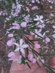 Eriostemon australasius