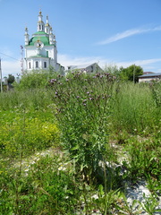 Cirsium arvense integrifolium