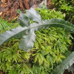 Blechnum patersonii