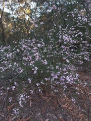 Eriostemon australasius