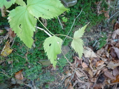 Veronica urticifolia