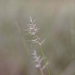 Aristida caput-medusae