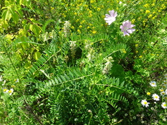 Astragalus uliginosus