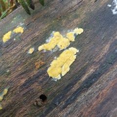Trichoderma victoriense