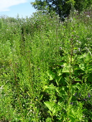 Cirsium arvense integrifolium