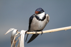 Hirundo albigularis