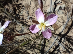 Heliophila carnosa