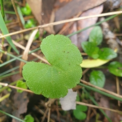 Hydrocotyle hirta