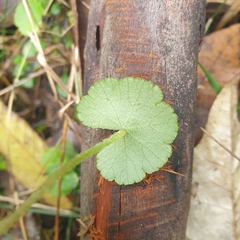 Hydrocotyle hirta