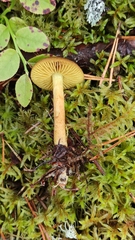 Cortinarius cinnamomeus