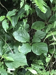 Chloranthus oldhamii