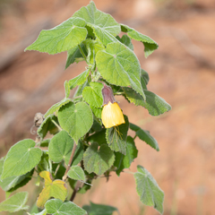Abutilon fraseri