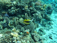 Heniochus intermedius