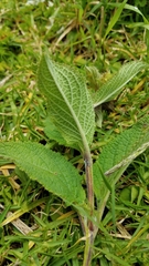 Lepechinia caulescens