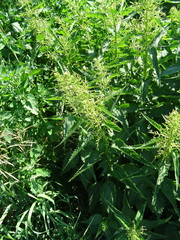 Urtica sondenii