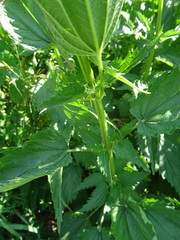 Urtica sondenii