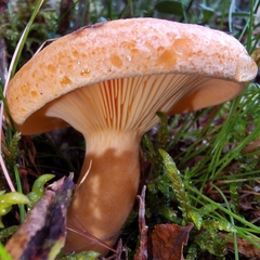 Lactarius deterrimus