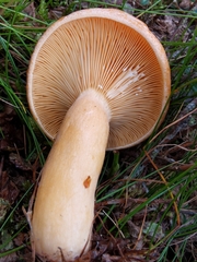 Lactarius deterrimus