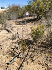 Heliophila carnosa