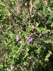Solanum linnaeanum