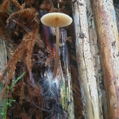 Entoloma readiae