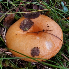 Lactarius deterrimus