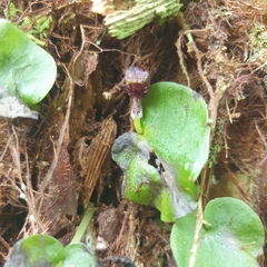 Corybas grumulus