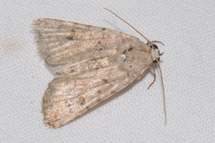 Caradrina clavipalpis