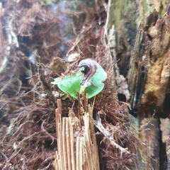 Corybas grumulus