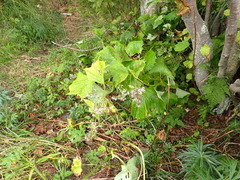 Parasenecio kamtschaticus