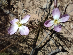 Heliophila carnosa