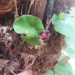 Corybas grumulus