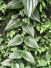 Stemona tuberosa