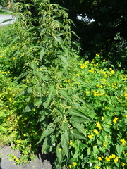Urtica sondenii